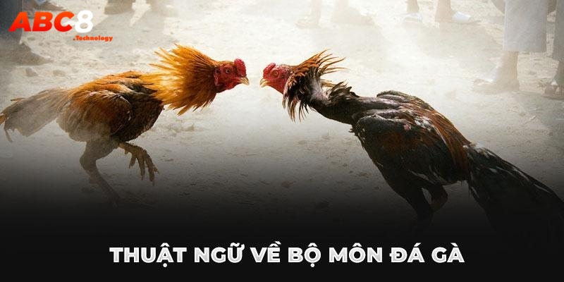 Các thuật ngữ trong đá gà tân binh nên biết