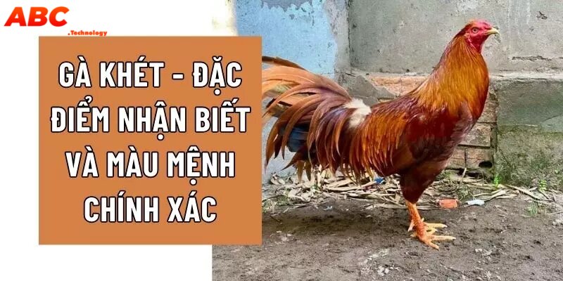 Gà Khét Và Những Đặc Điểm Nổi Bật Nhận Biết Giống Gà