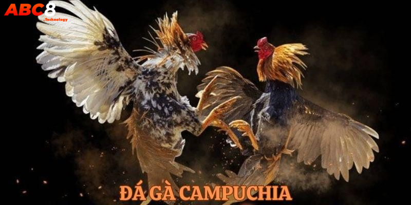 Đá Gà Campuchia Và Những Ưu Điểm Khi Tham Gia